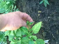 Paprika.webp