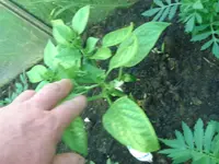 Paprika (2).webp