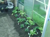 Paprika (3).webp