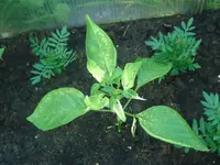 Lemon Drop.webp