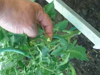 Tomaten.webp