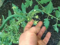 Tomaten (2).webp