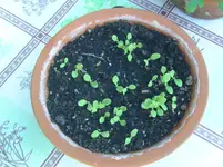 Salat.webp