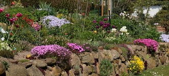 Hangbeet_multicolor_volle Blüte_900.webp