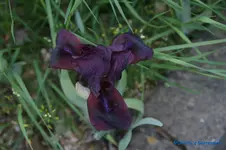 comp_DSC04862.webp