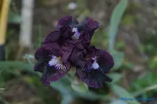 comp_DSC04865.webp
