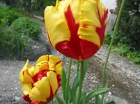 006.webp