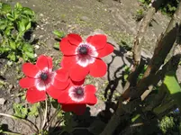 004.webp