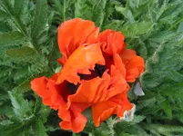 005.webp