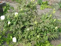 008.webp