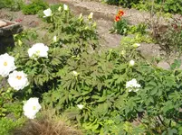 013.webp