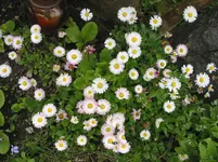 003.webp