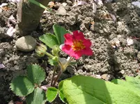 015.webp