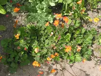 017.webp