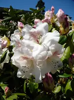 P1110725.webp