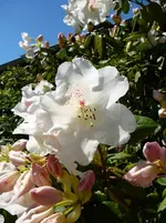 P1110727.webp