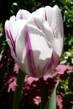 P1110729.webp