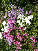 P1110750.webp