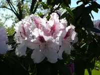 P1110768.webp