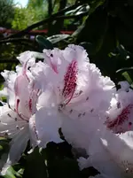 P1110769.webp