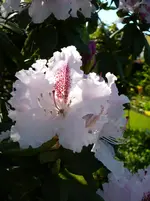 P1110770.webp