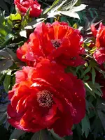 P1110771.webp