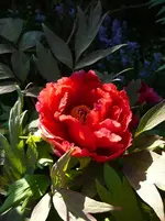 P1110772.webp