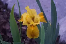 Gleaming Gold.webp