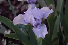 Mala Maja.webp