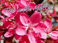 153.webp