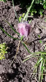 005.webp