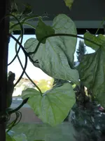 P1000347.webp