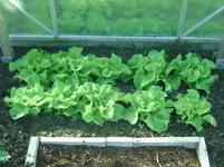 Salat.webp