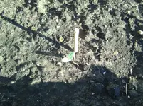 Gurken (2).webp