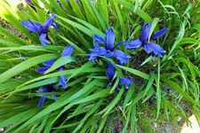 iris ruthenica.webp