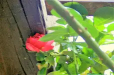 IMG_0502 (2).webp