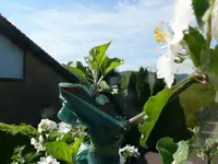 k-Apfel Mini Stammverlängerung (2).webp