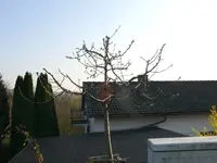 Apfel Boskop.webp