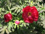 IMG_4731.jpg