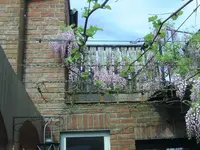 Blauregen (2).webp