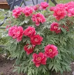 Baumpfingstrose rot.webp