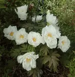Baumpfingstrose weiss.webp