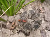 P1100731.webp