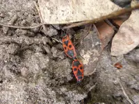 P1100750.webp