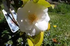 SAM_1201.webp