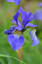 irissibirika.webp