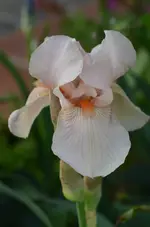 unbekanntrosa.webp