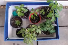 005 Geschenke 06.05.2016.webp