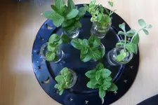 005 Minze Stecklinge 06.05 (3).webp