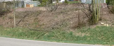 Möchtegernwald1.jpg